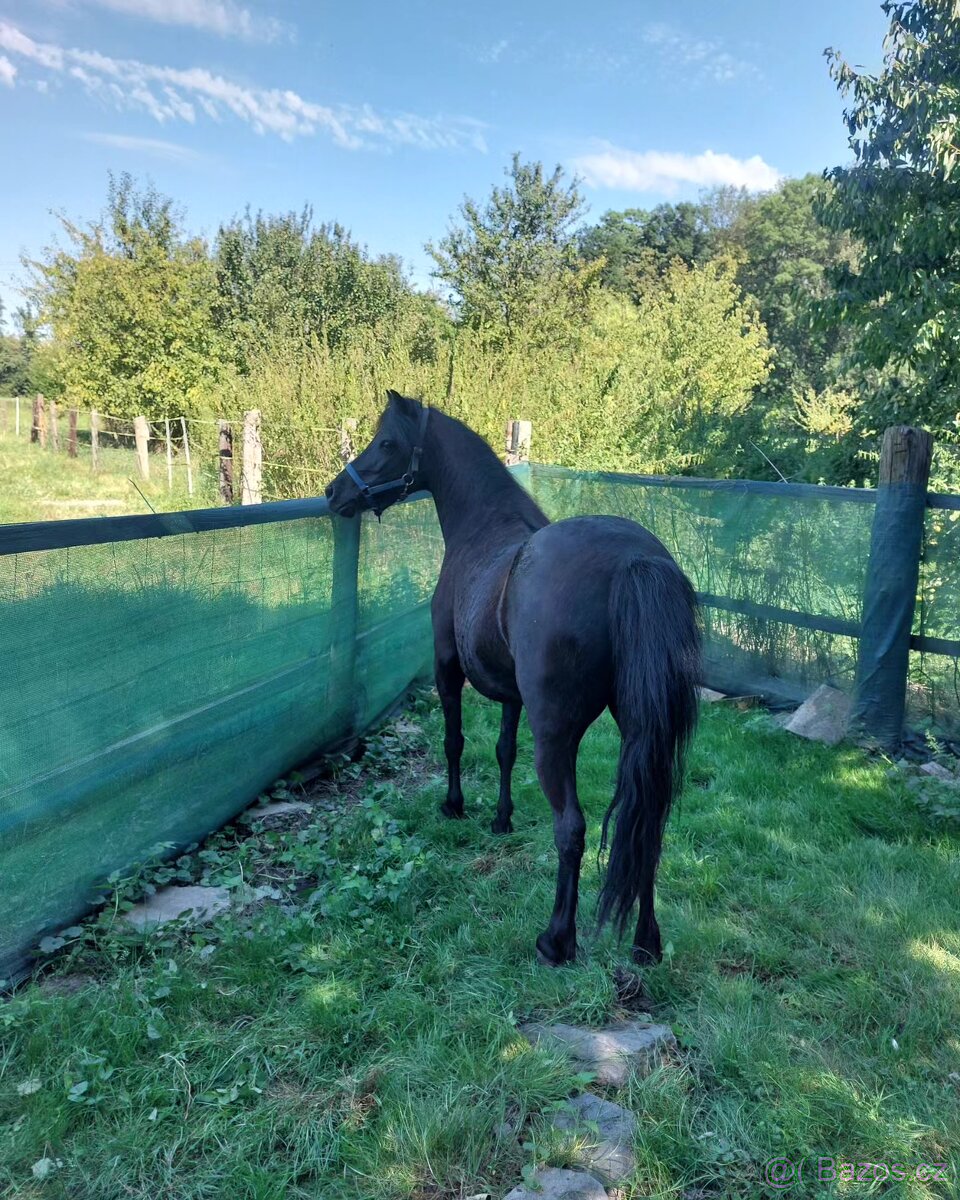 Klisna pony - 2