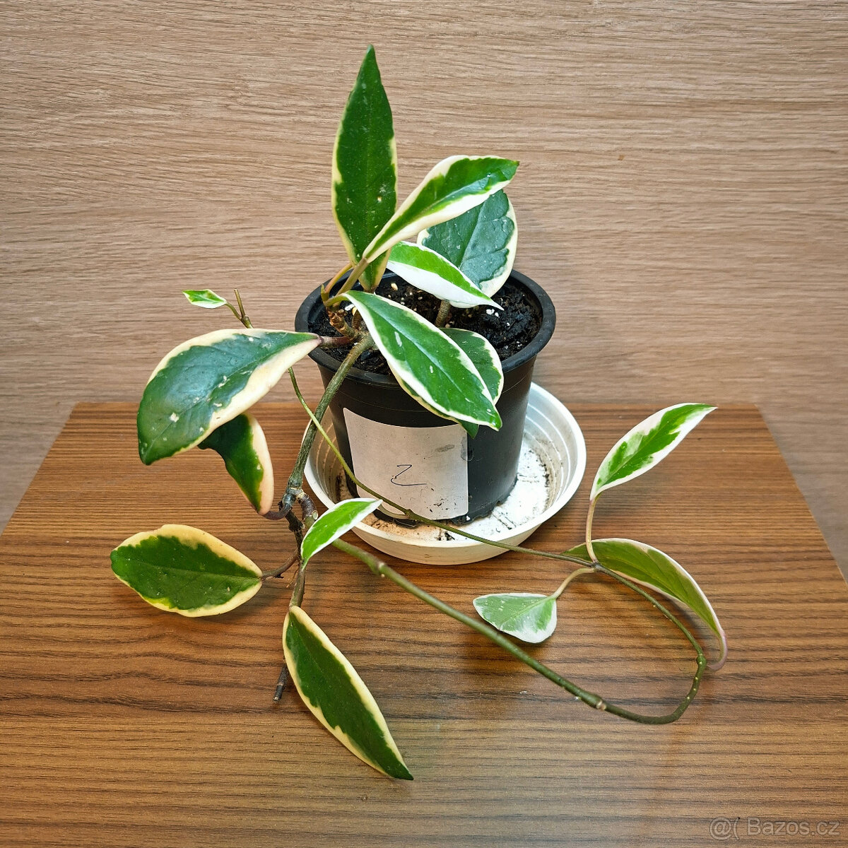 Hoya Carnosa Pink Flamingo - 2