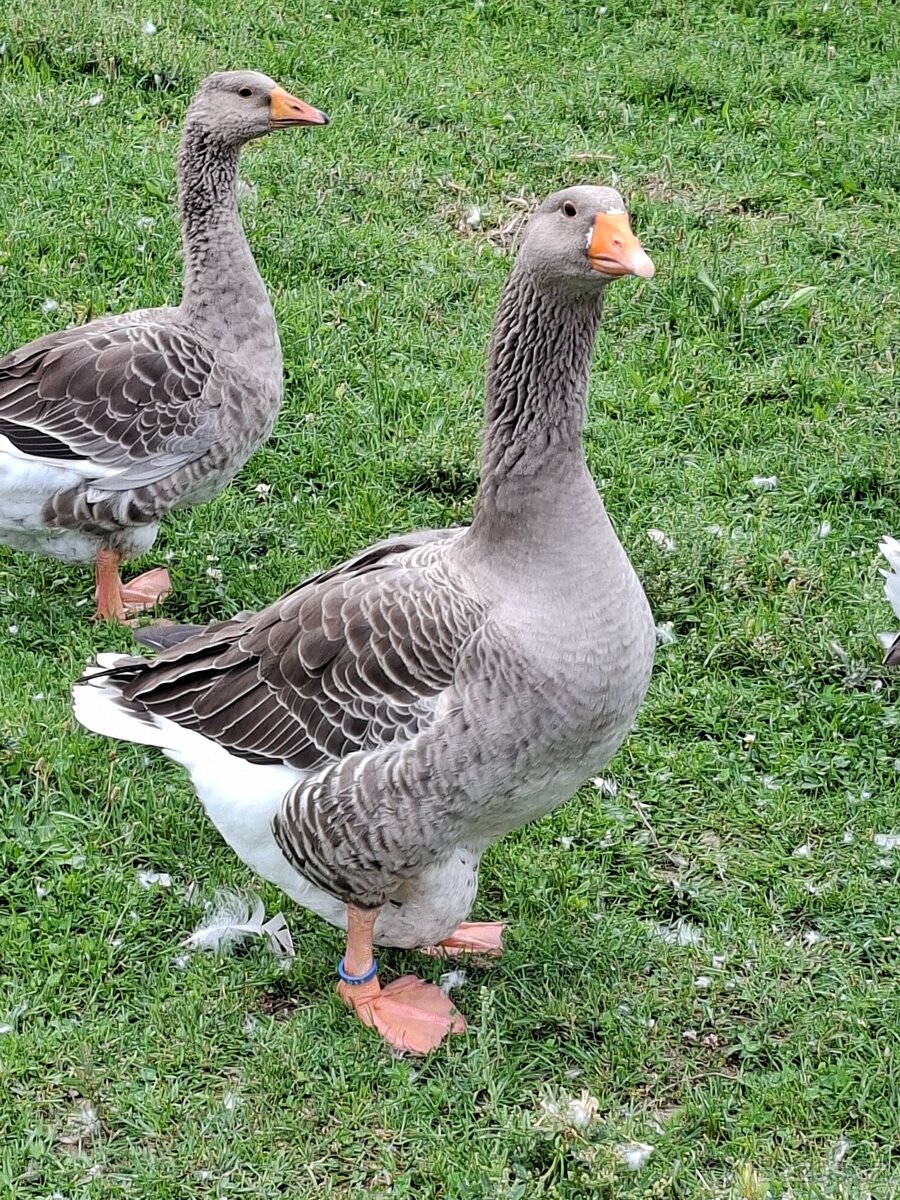 Prodám husy - 2