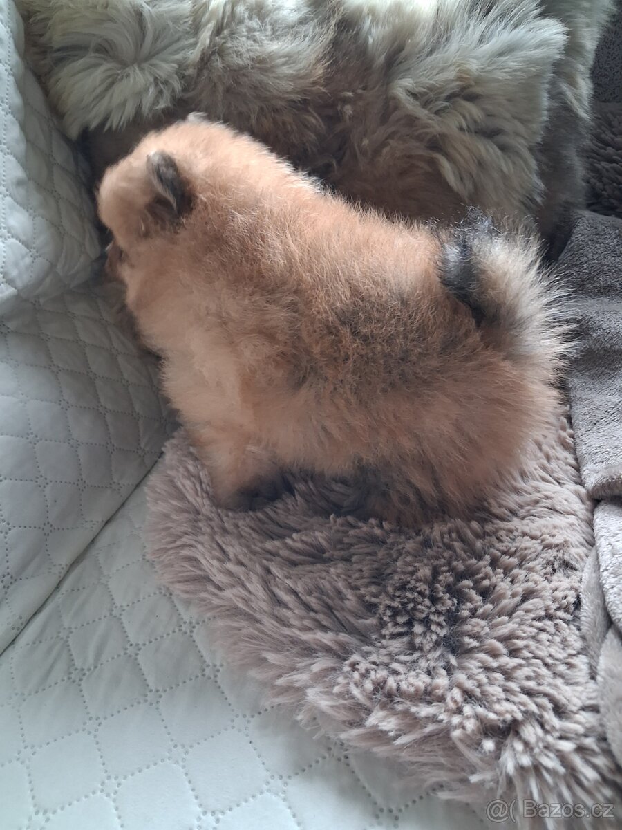 Pomeranian - pejsek - 2