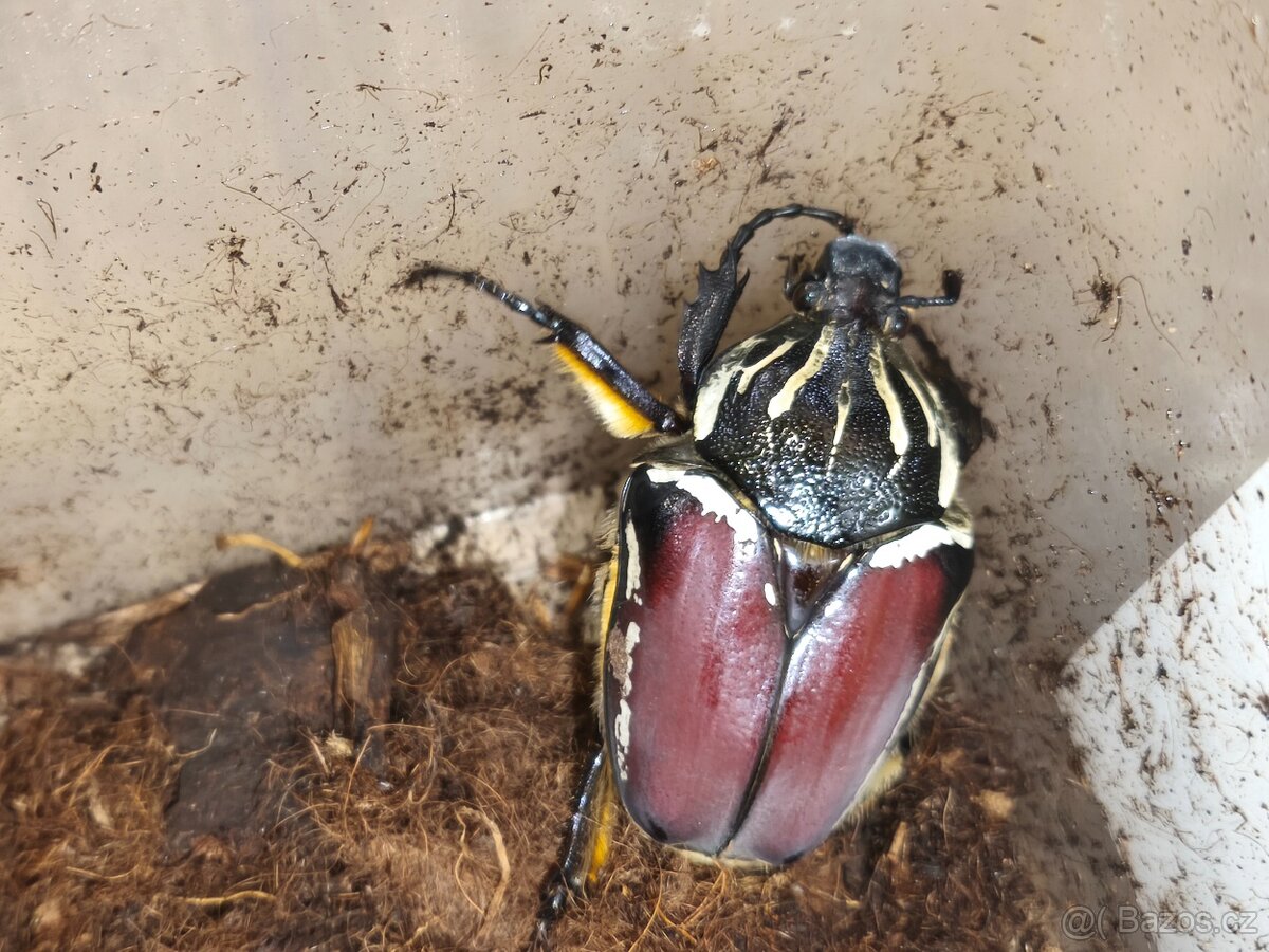 Goliathus goliathus - 2
