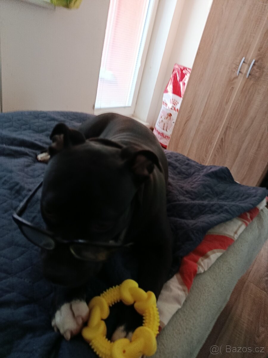 Prodám americký bul XL - 2