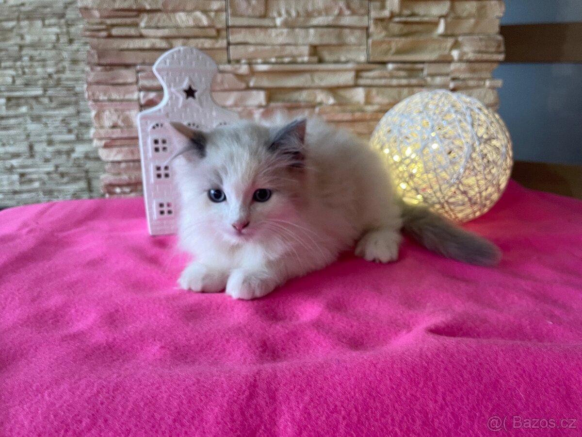 Ragdoll koťátka bez PP - 2