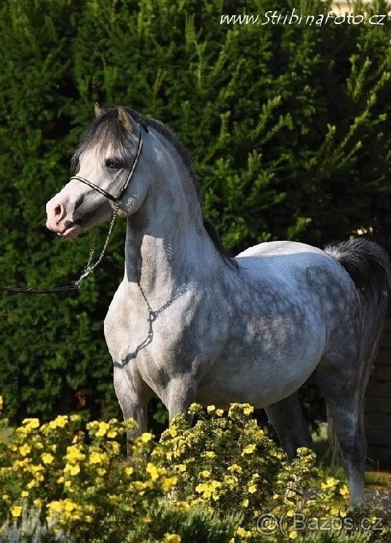 Plemenný hřebec wmp - 2