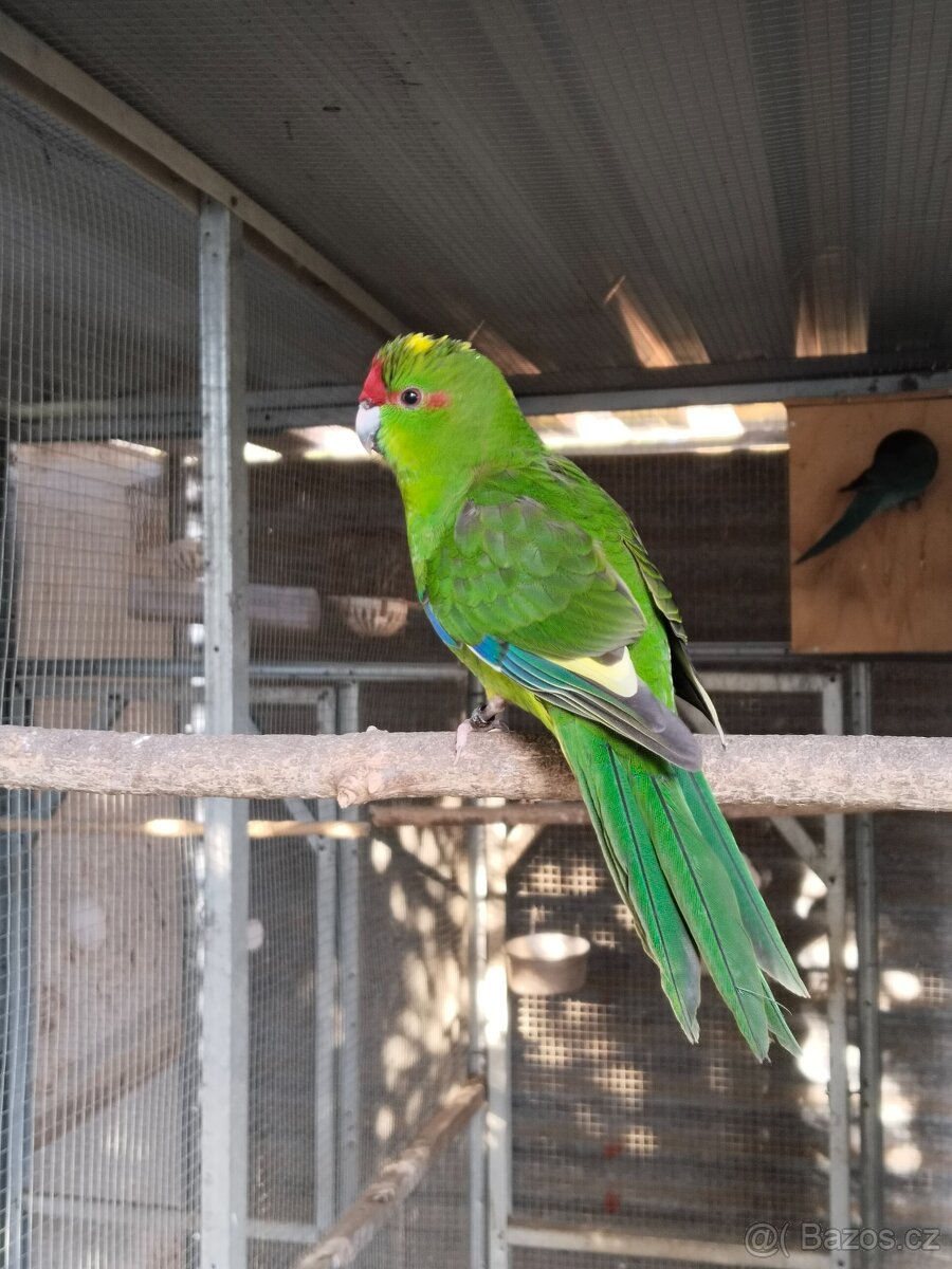 Kakariky,korela,andulka - 2