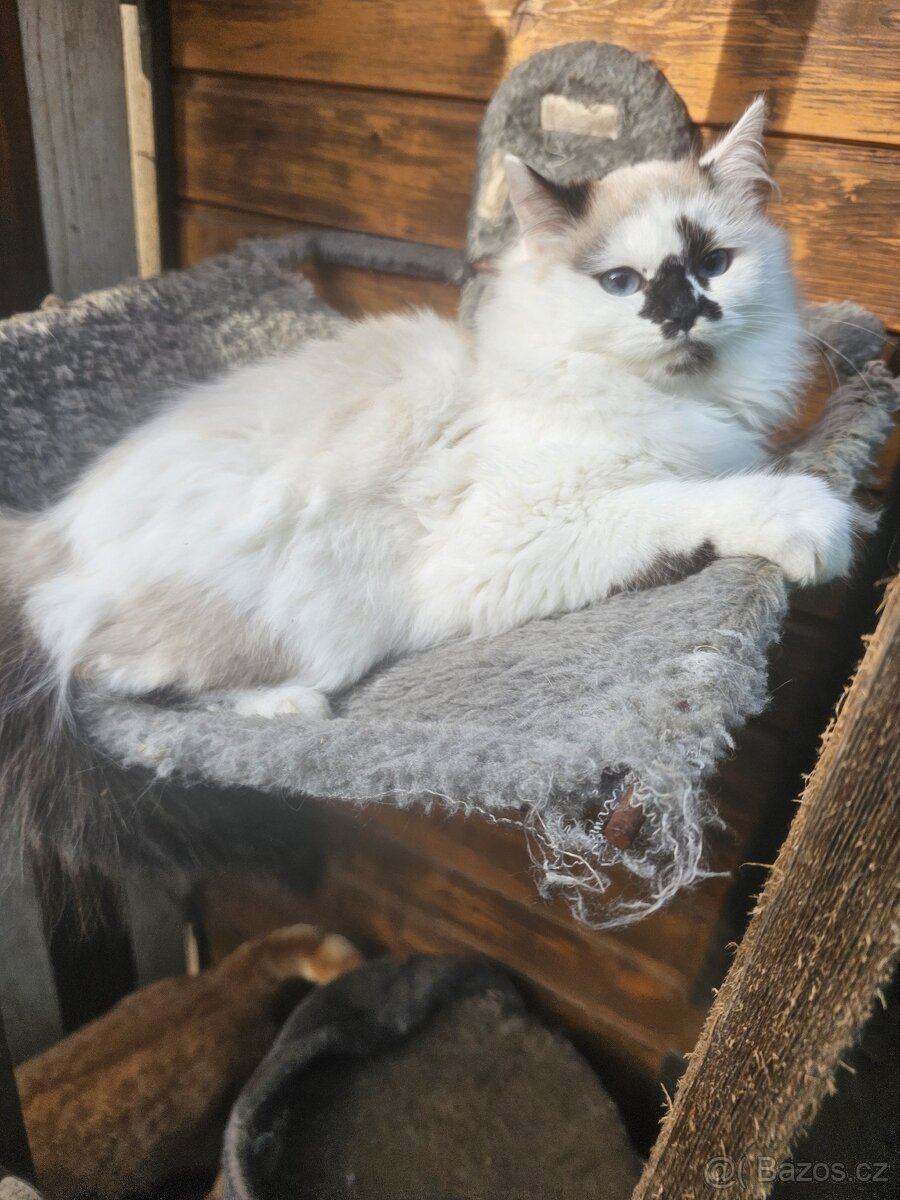 Sibiřská kočka něvská maškaráda - 2