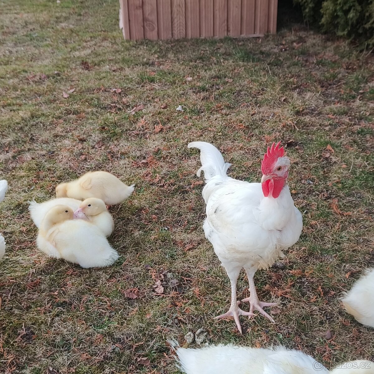 Prodám hodného kohoutka - 2