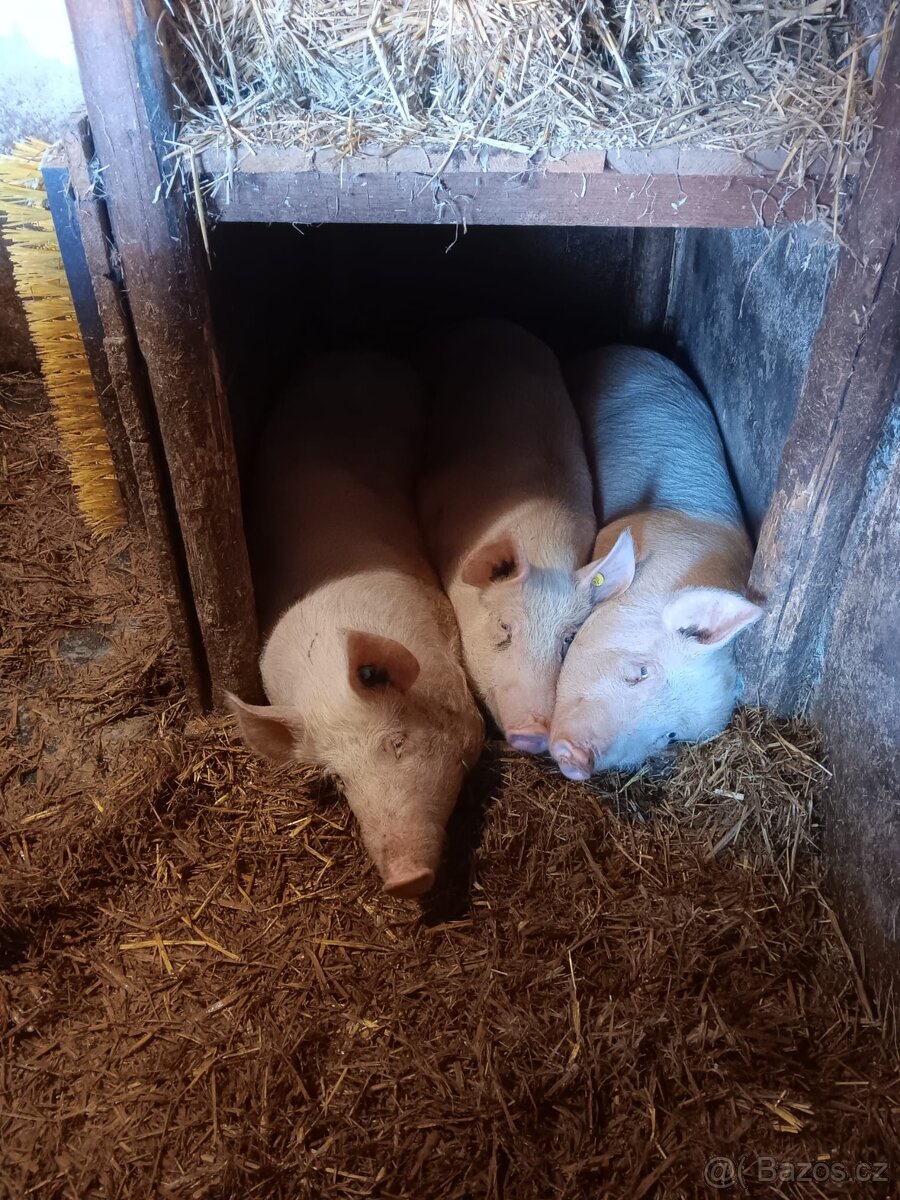 Domácí prase - 2