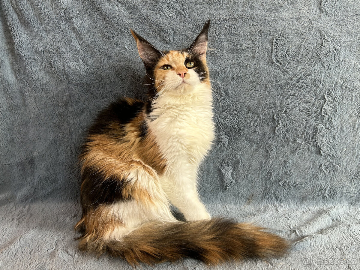 Mainská mývalí kočička s PP - 2