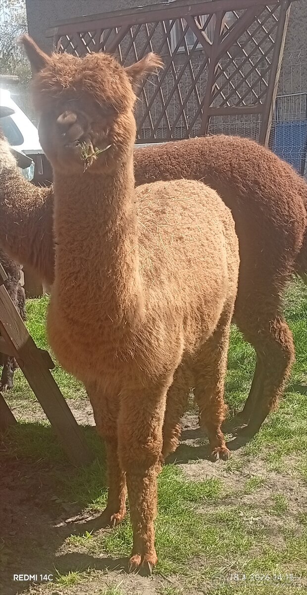 Lama alpaka - 2