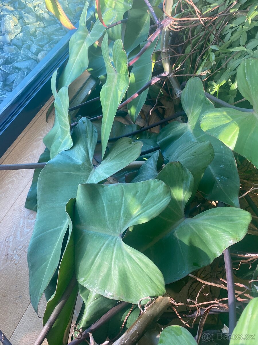Řízky pokojové rostliny Philadendron - 2