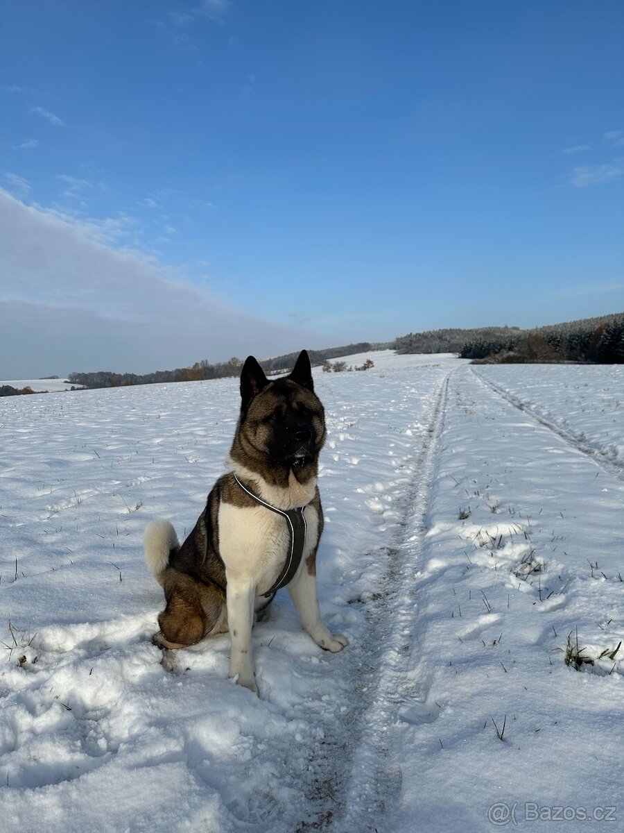 Nabízím krytí – Americká akita (pes) - 2