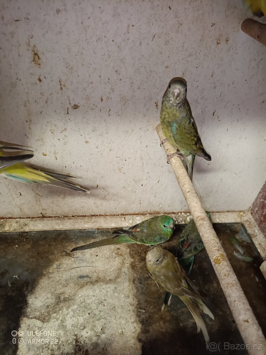 Papoušek zpěvavý - 2