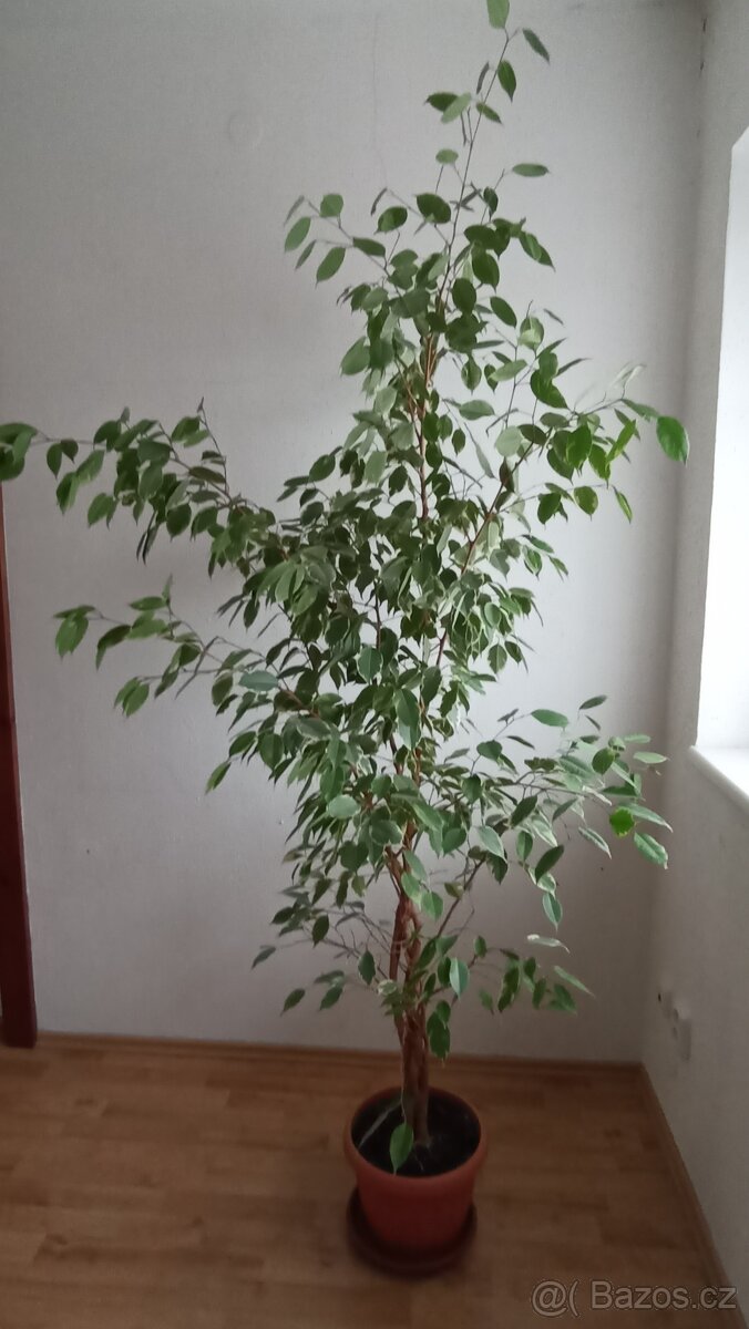 Fikus benjamin Ficus Benjamina, vzrostlá pokojová kytka - 2