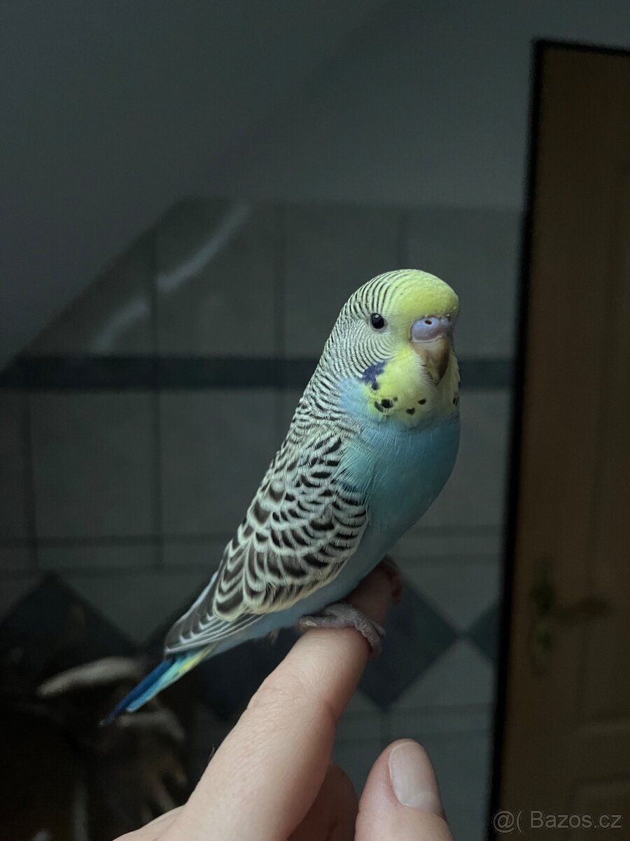 Andulky - mláďata - 2