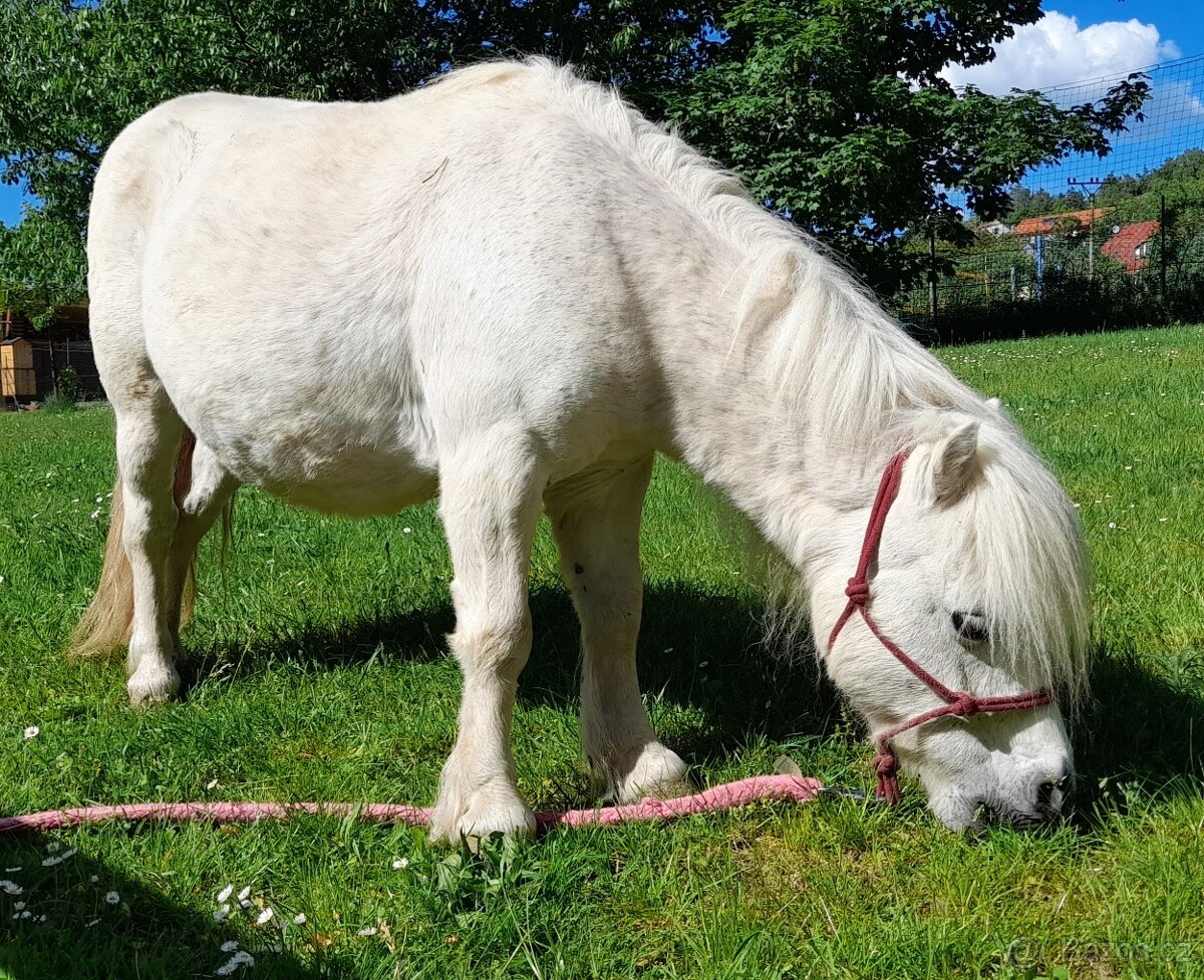 Docházka k ponymu - 2