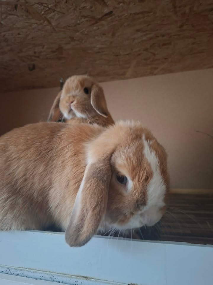 Mini Lop - 2