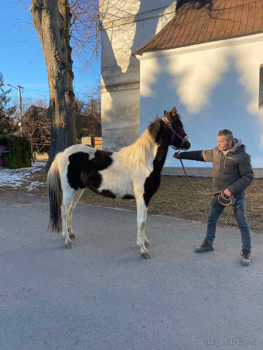 Nabízím k prodeji klisnu BAROCK PINTO - 2