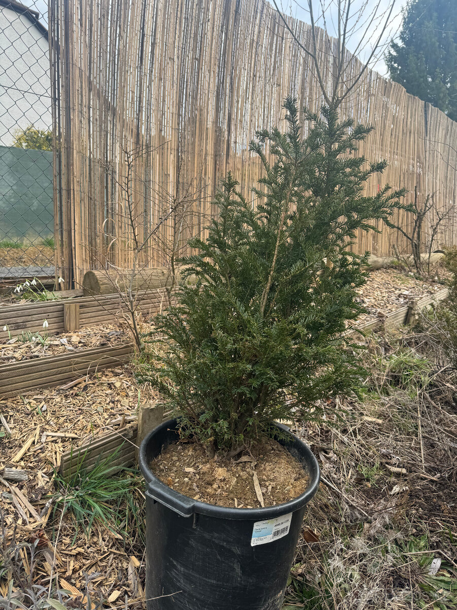 Tis červený - taxus baccata - 2