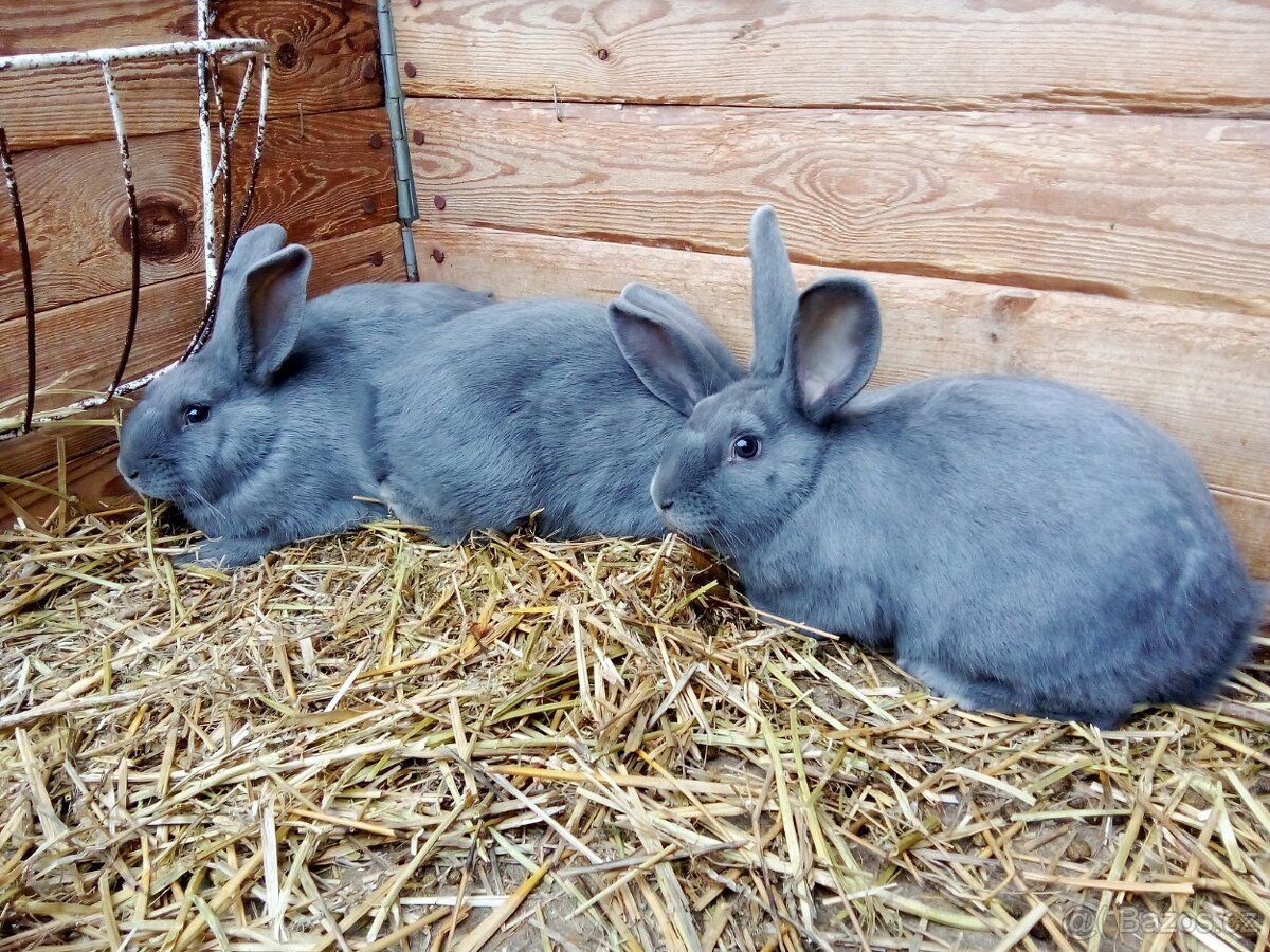 Prodám králíky Moravský modrý kříženci - 2