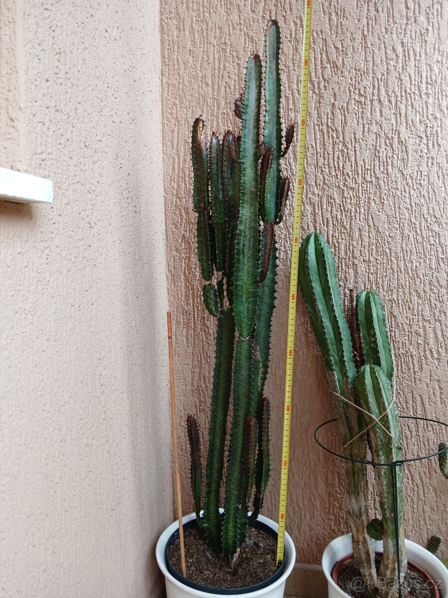 3 hodně velké kaktusy - 2