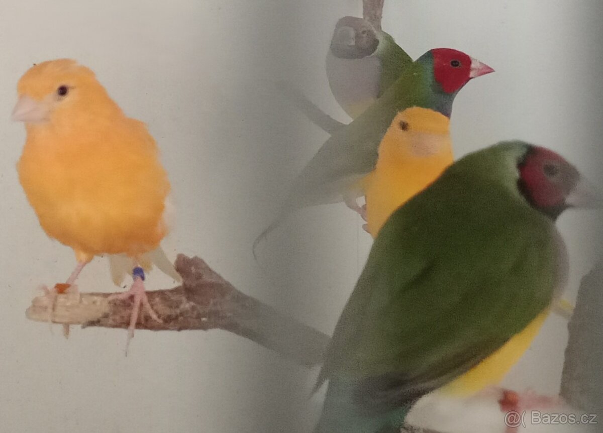 Amada gouldova - amadina - guldy a daruji 2 skaláry - 2