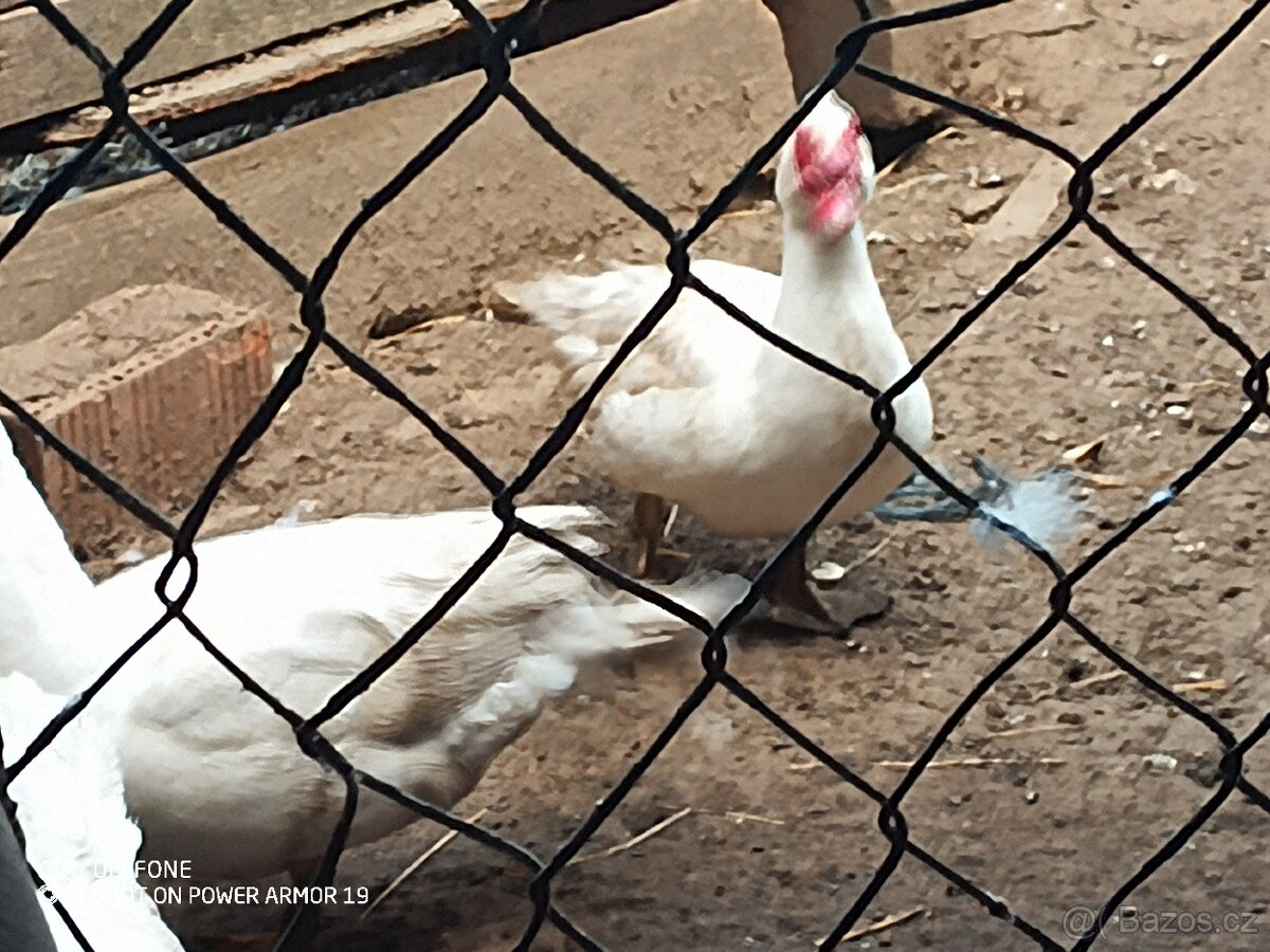 Kačer pižmový - 2