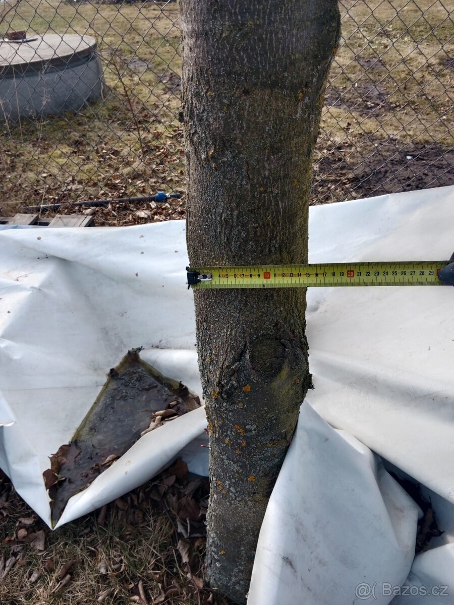 VZROSTLÉ STROMY LÍPA - 2