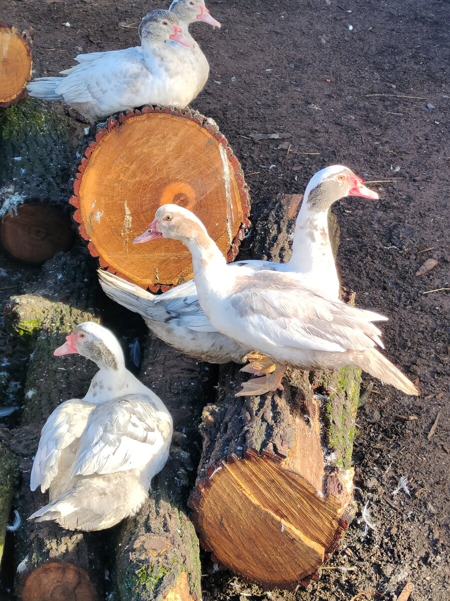 Kachna pižmová na zabití - 2