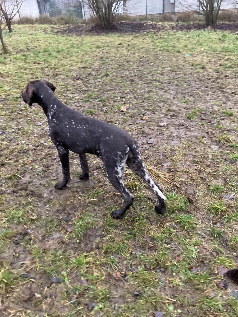 německý krátkoststý ohař, štěně s PP, fenka - 2