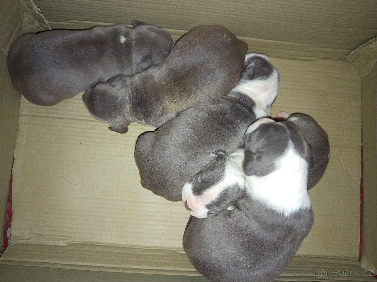 Americký stafordšírský teriér modr - 2