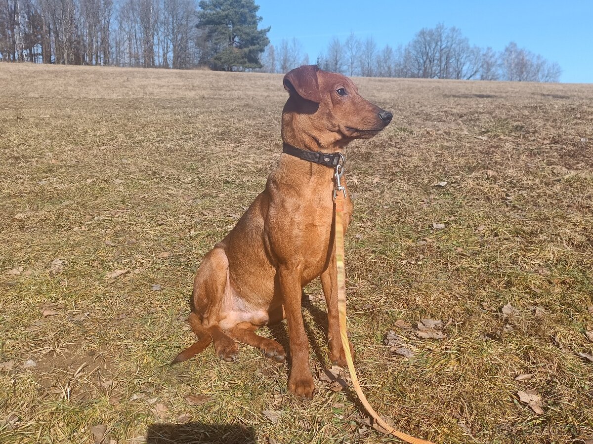 Německý pinč - štěňata s PP - 2