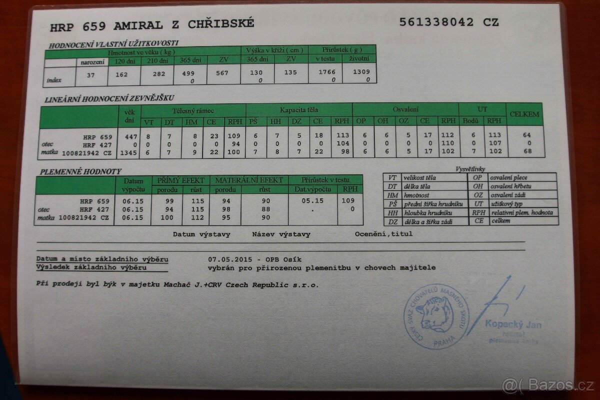 plemenný býk hereford - 2