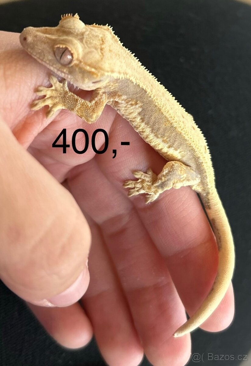 Pagekon řasnatý - 2