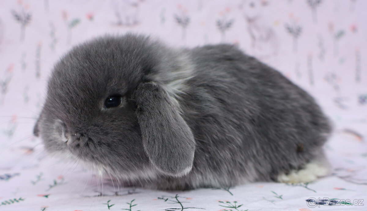 NHD beránek samička - 2