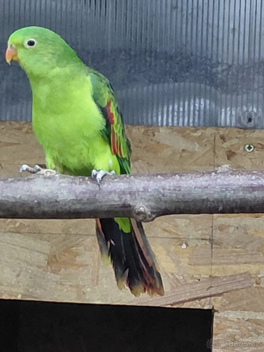 Papoušek červenokřídlý - 2