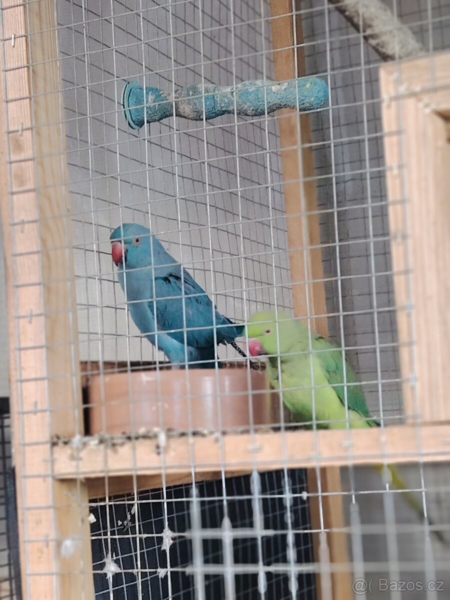 Prodám pár Alexandru - 2