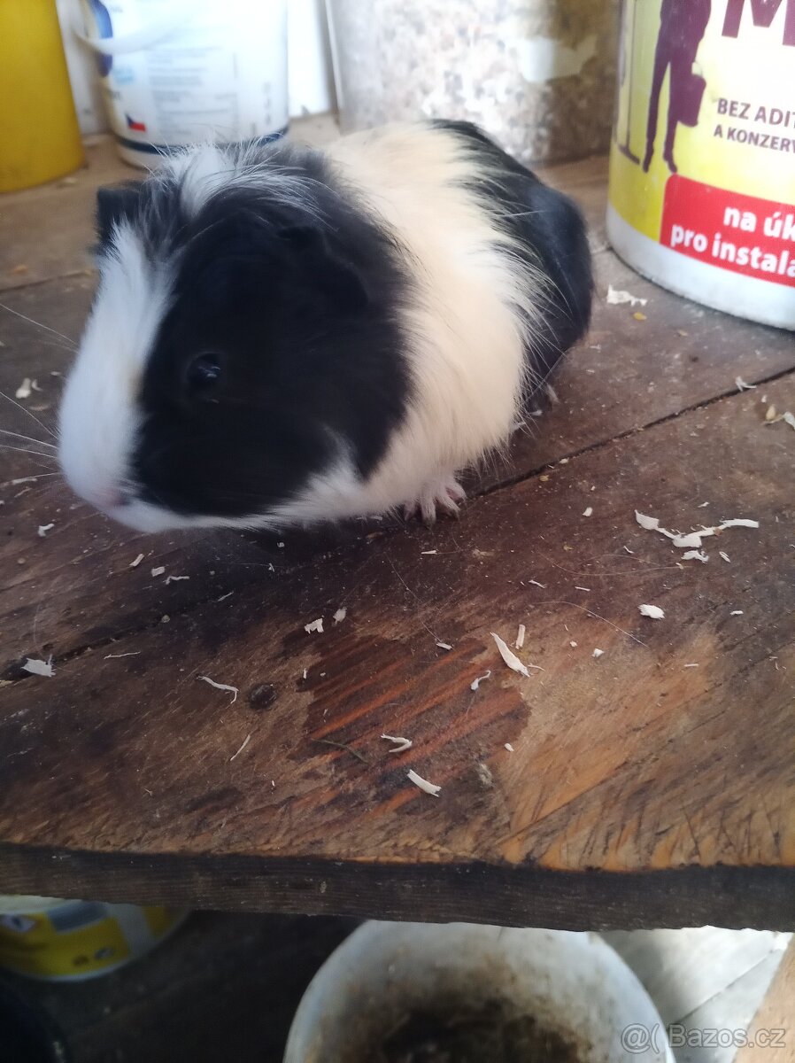 Prodám hladkosrstá morčata - 2