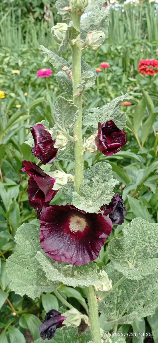 semena TOPOLOVKY - 3 barvy - 2