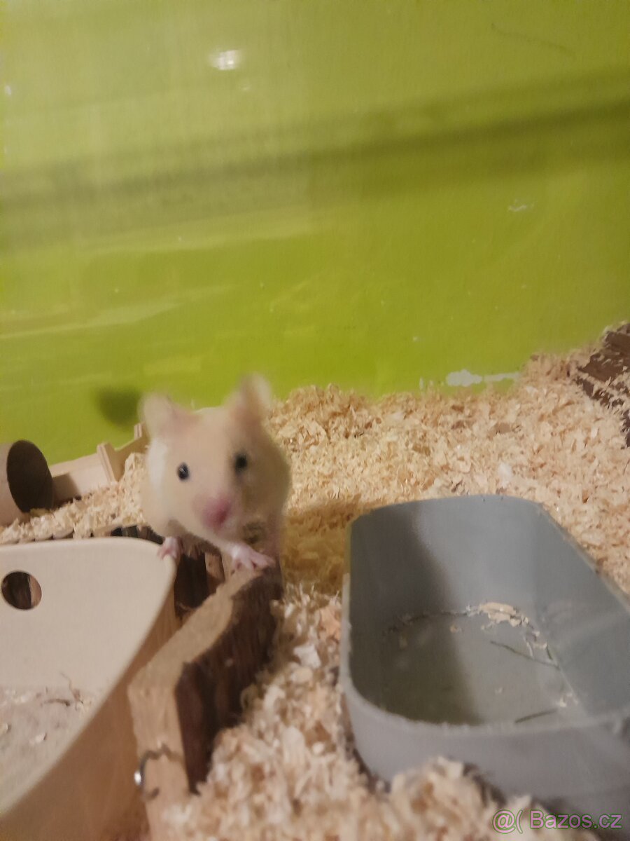 Syrský křeček samec - 2