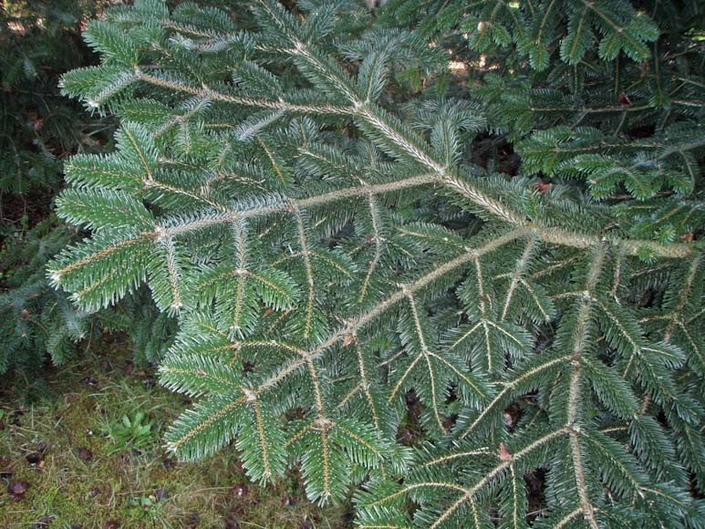 Chvojí z jedle kavkazské - 2