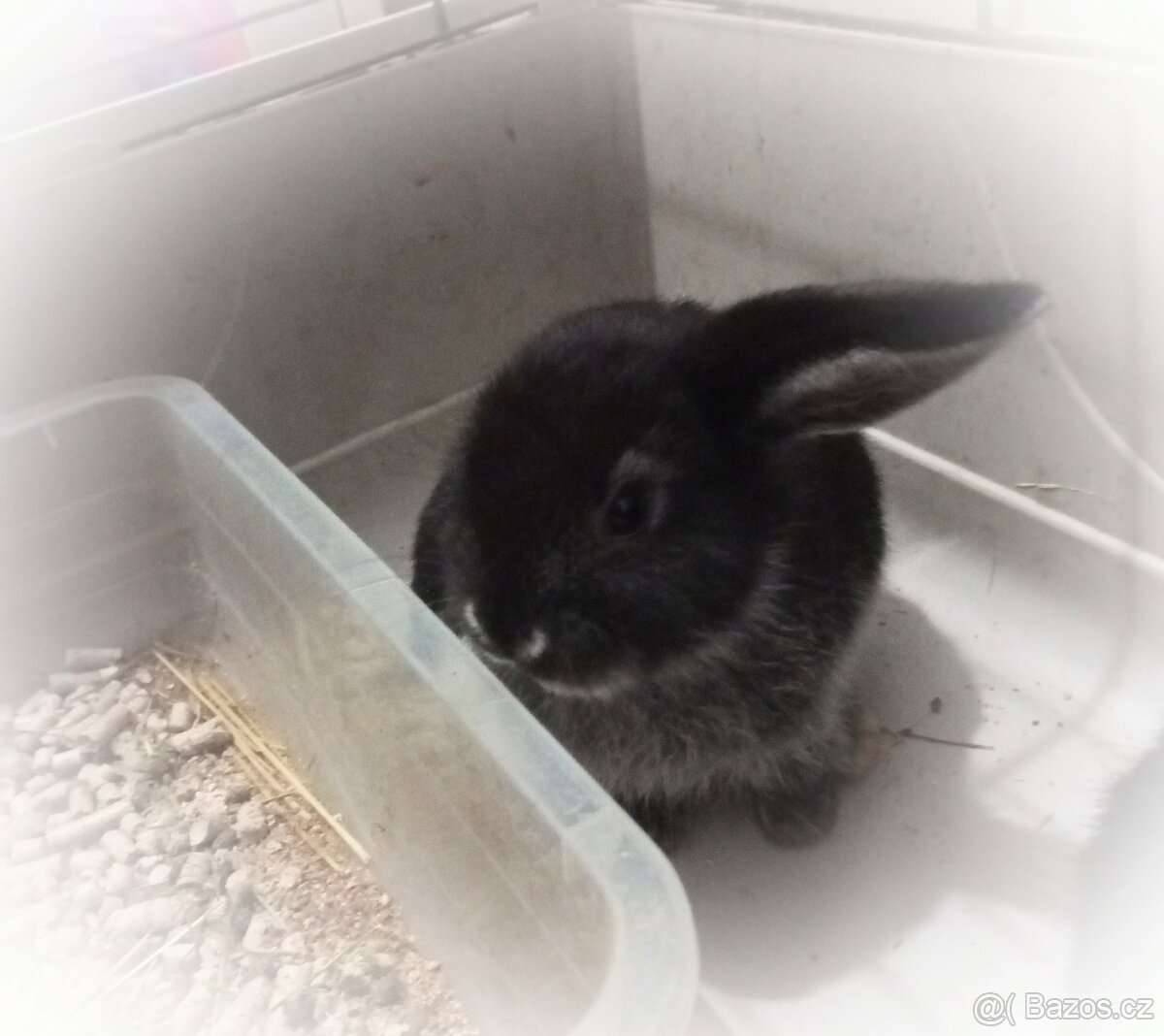 Zakrslý beránek králíček - 2