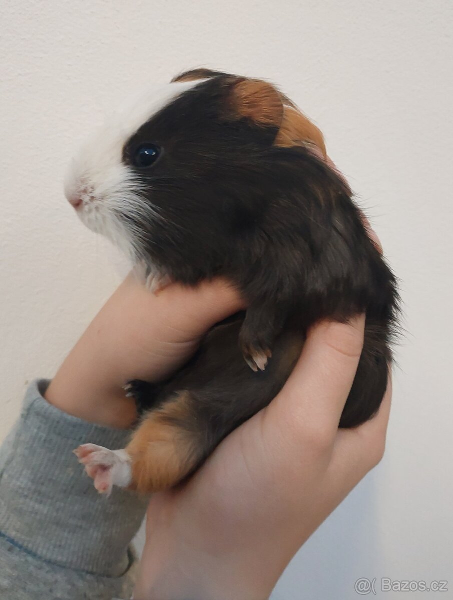 Morče - samec, mládě - 2