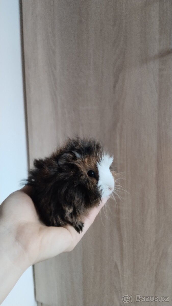 Morče, morčata, morčátka - 2