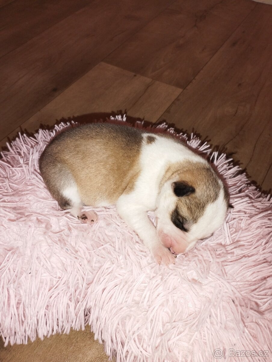 Sibiřský husky - 2