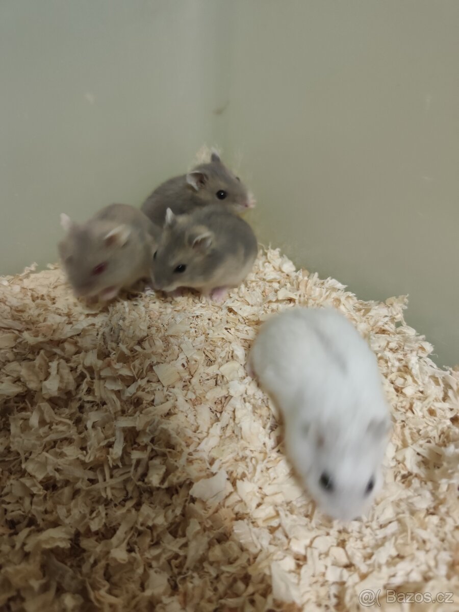 Krečík džungarsky - 2