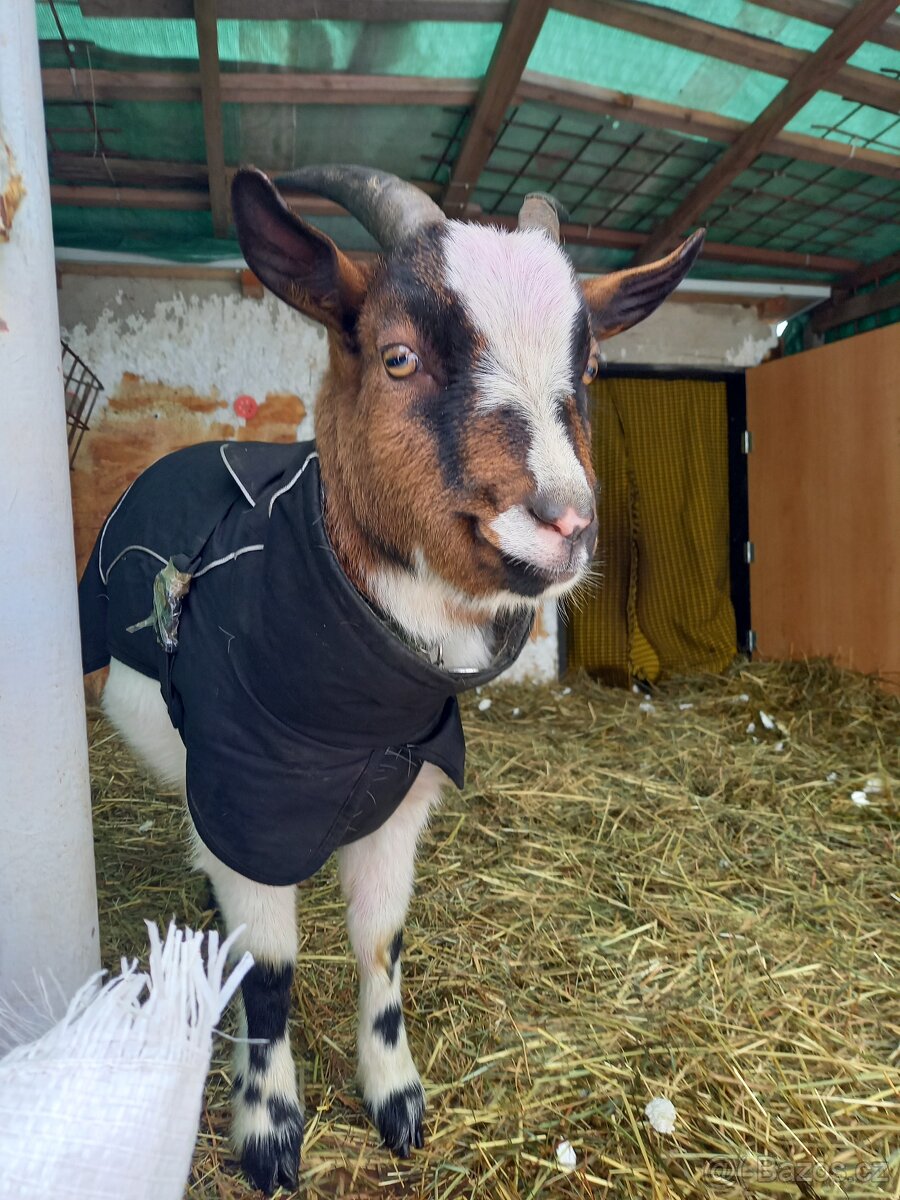 kozena a kozlik kastrovany - 2