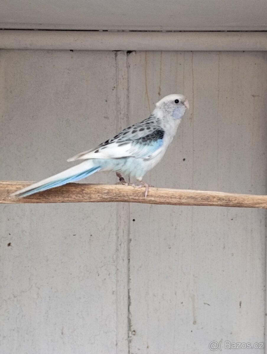 Koupím papoušek rudobřičhý - 2