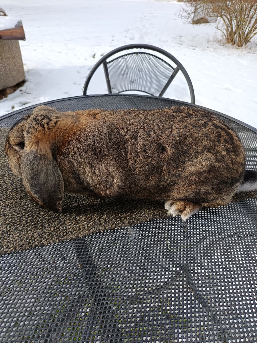 Prodám Francouzský beran divoký - 2