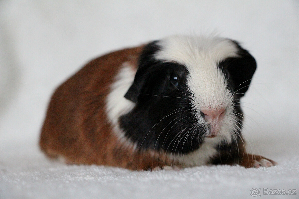 Morče, morčátko, morčata s PP - krátkosrstá - 2